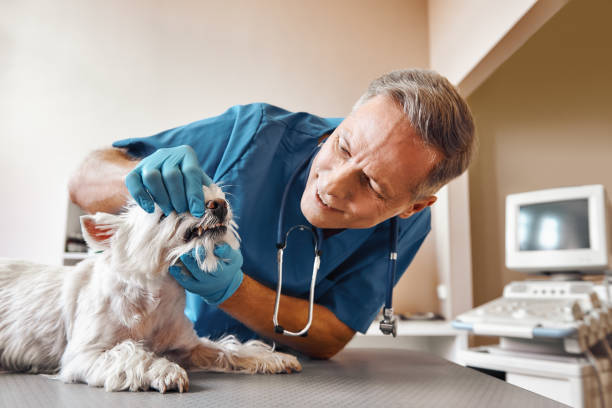 Best Emergency Denture Repair in Alba, NY